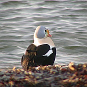 King Eider  "Somateria spectabilis"